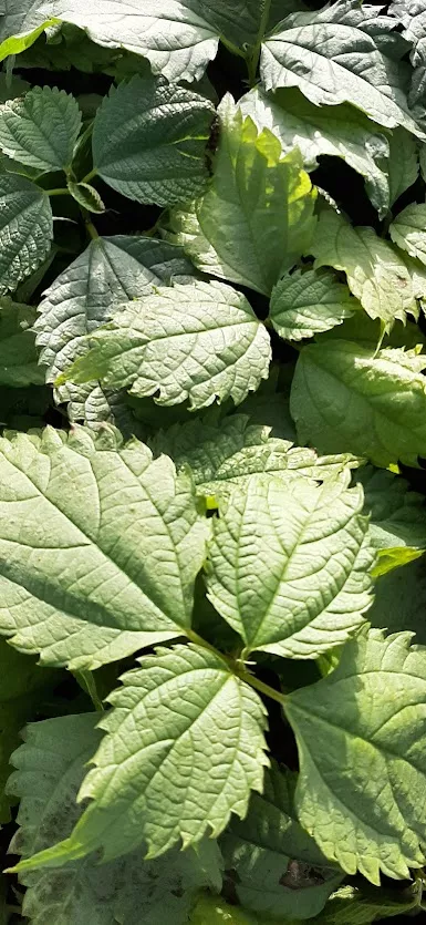 Boehmeria sieboldiana