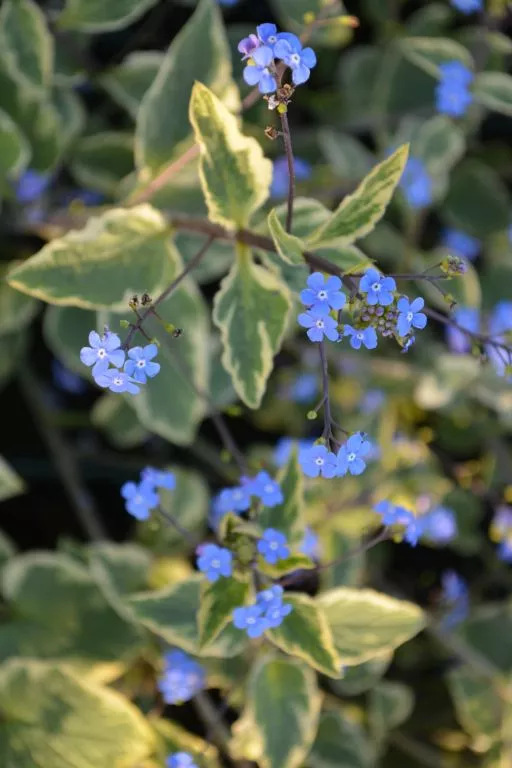 Brunnera macrophylla 'Hadspen Cream'