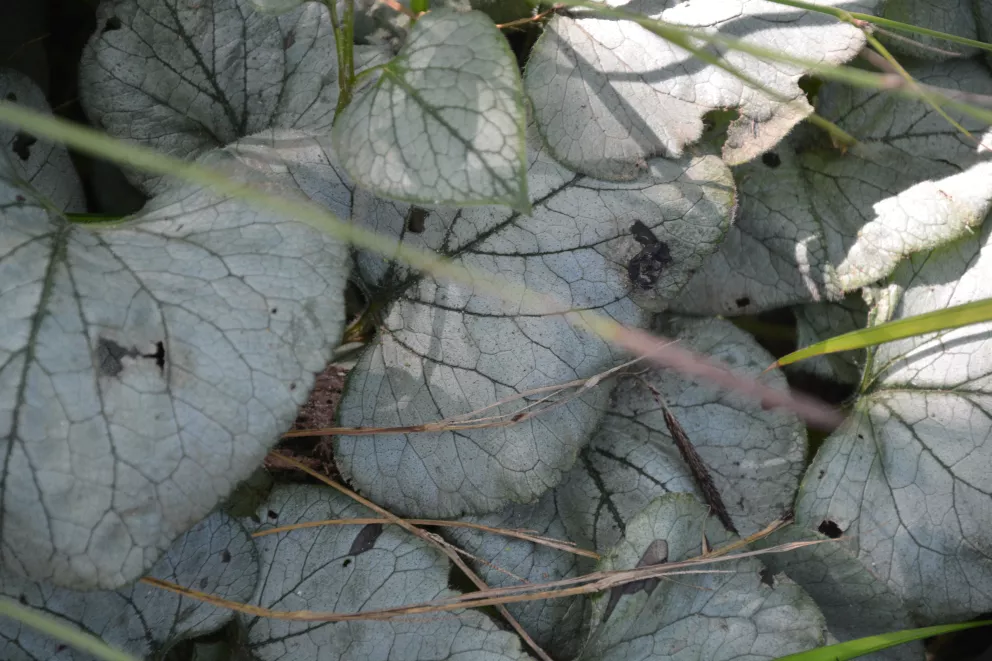 Brunnera macrophylla 'Looking Glass' (PBR)