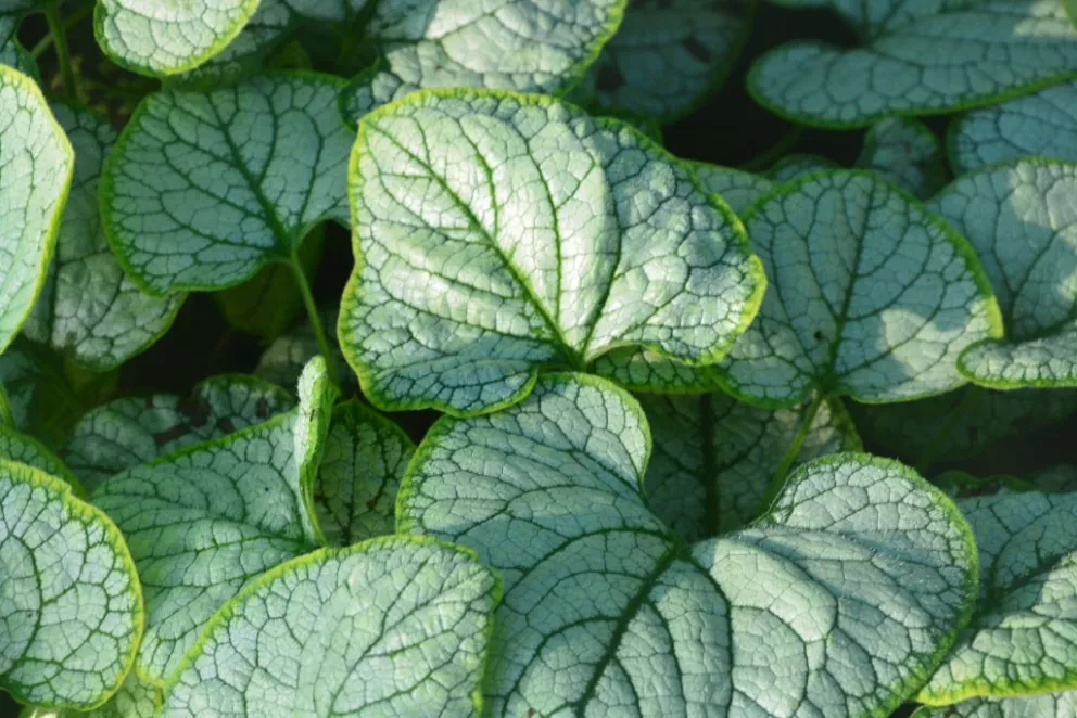 Brunnera macr. 'Silver Heart' ®