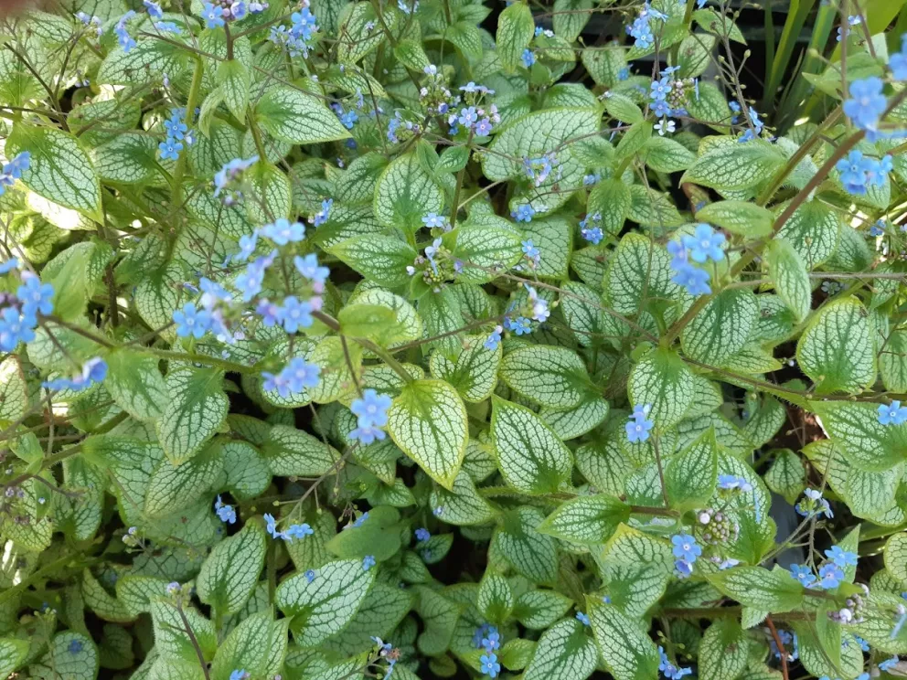 Brunnera macr. 'Silver Heart' ®