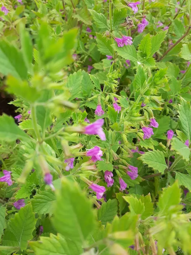 Calamintha grandiflora Calamintha grandiflora