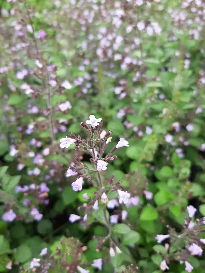 Calamintha nepeta 'Lila Riese' Calamintha nepeta 'Lila Riese'