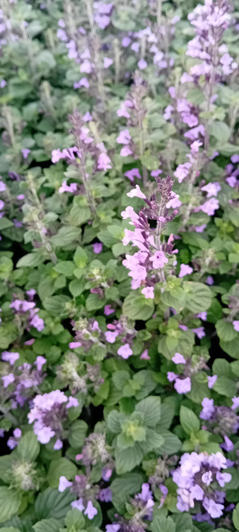 Calamintha nepeta 'Marvelette Blue'