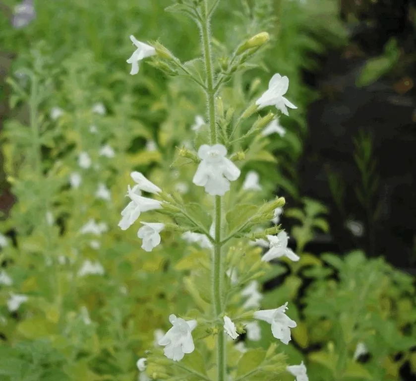 Calamintha nepeta 'White Cloud' Calamintha nepeta 'White Cloud'