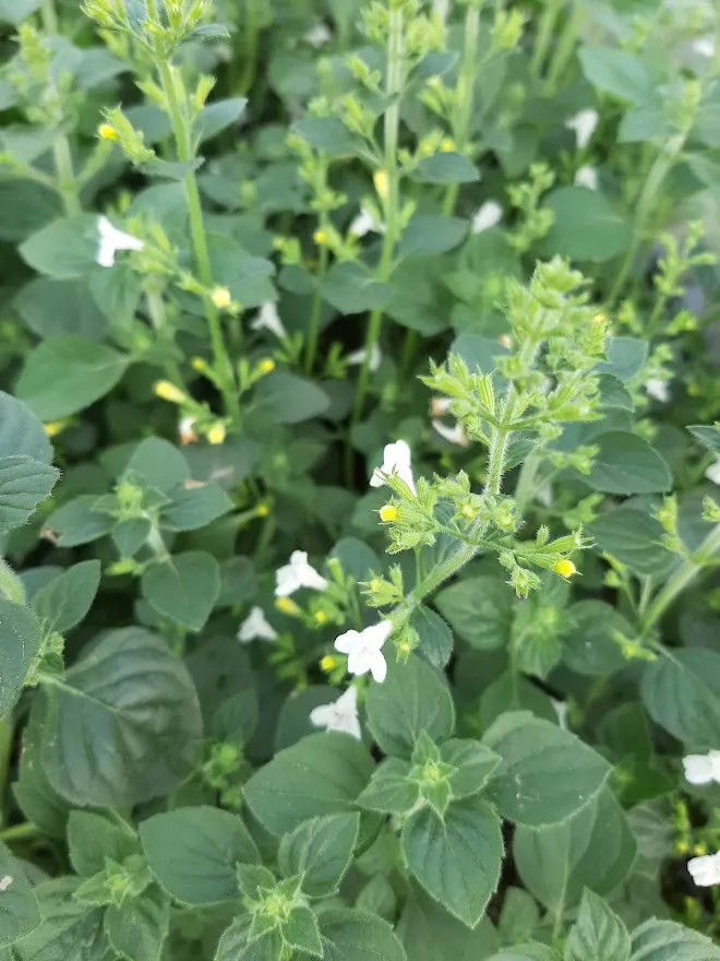 Calamintha sylvatica 'Menthe' Calamintha sylvatica 'Menthe'