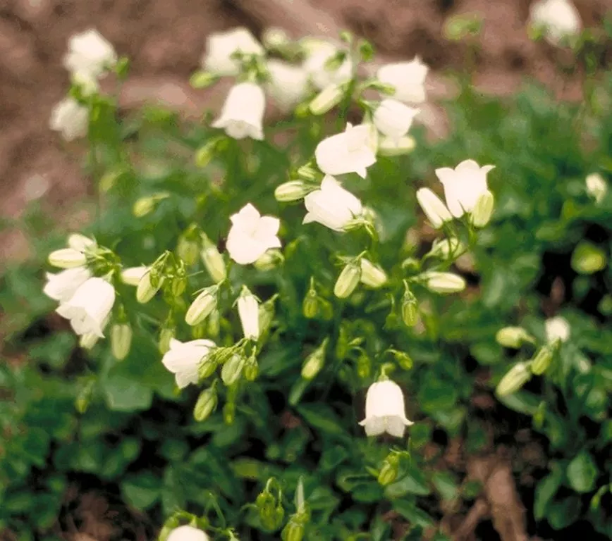 Campanula cochlearifolia 'Bavaria White'