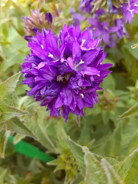 Campanula glomerata 'Speciosa'