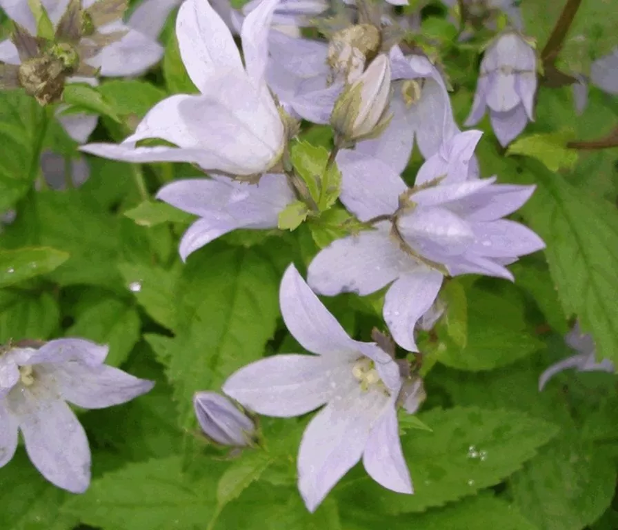 Campanula lactiflora