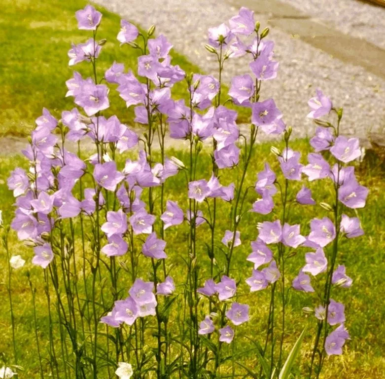 Campanula persicifolia 'Grandfl. Coerulea'