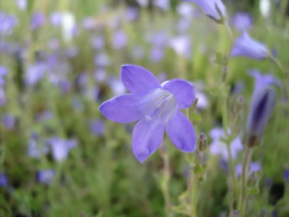 Campanula portenschlagiana (STEK)