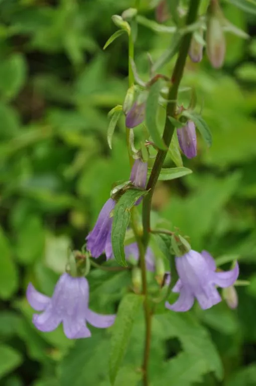 Campanula (Andenophora) sarmatica 'Hemelstraling'