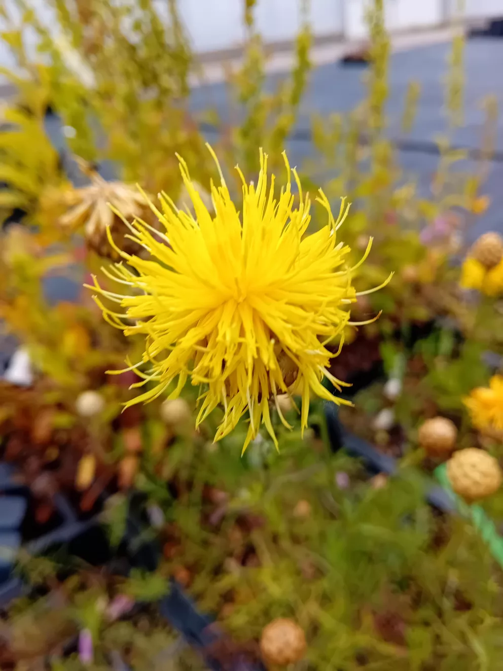Centaurea orientalis
