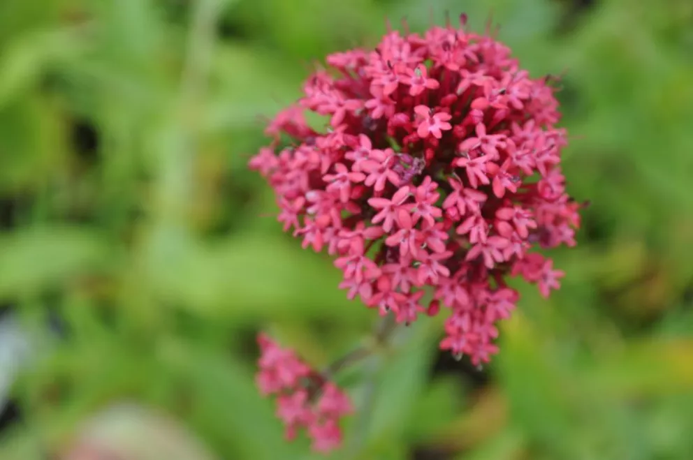 Centranthus ruber 'Coccineus'