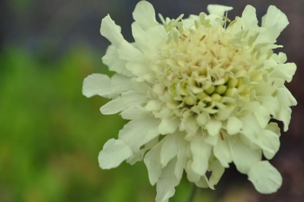 Cephalaria gigantea