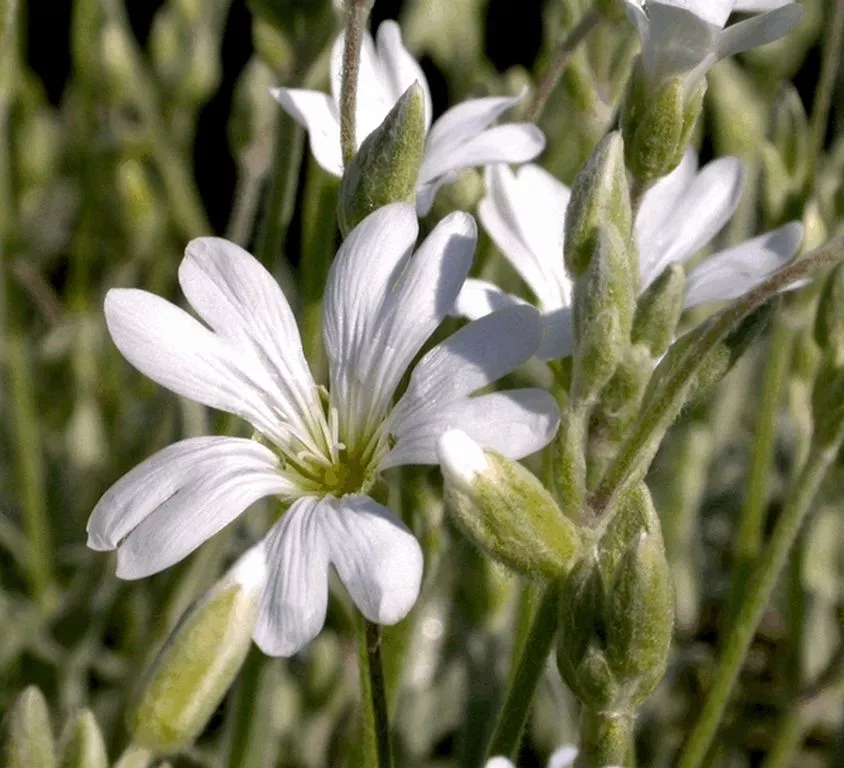 Cerastium biebersteinii