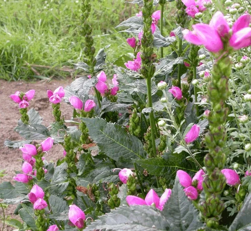 Chelone obliqua