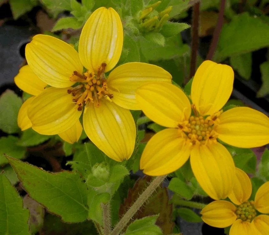 Chrysogonum virginianum