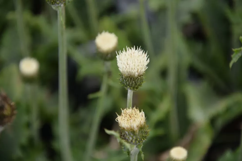 Cirsium japonicum 'Frosted Magic' ®