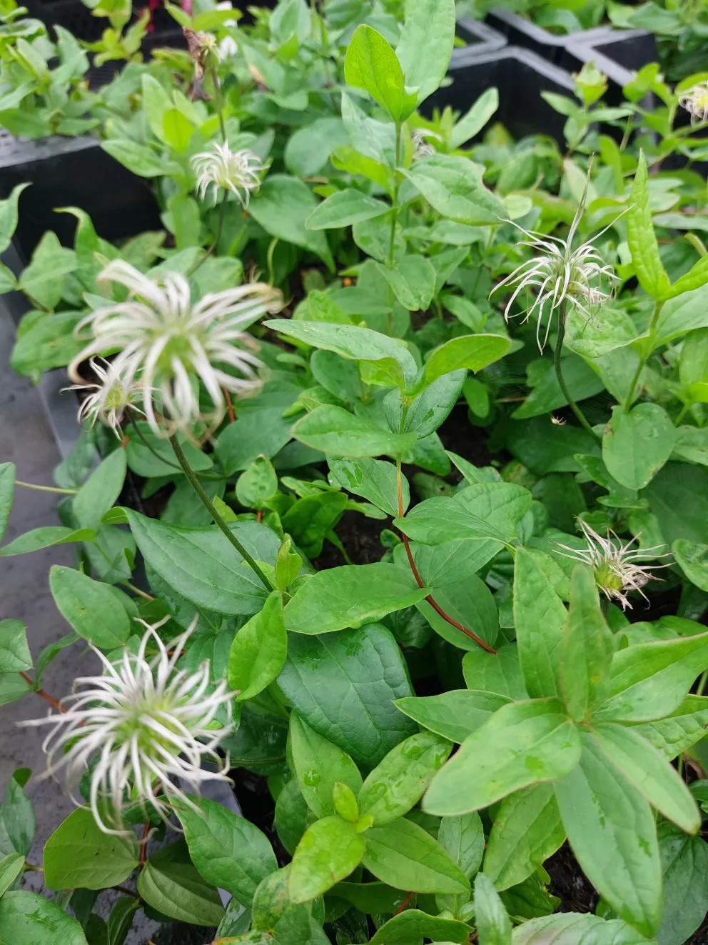 Clematis integrifolia