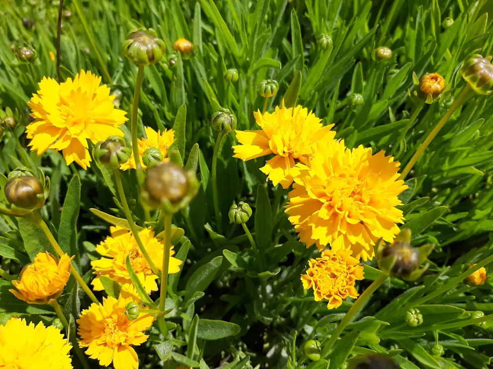 Coreopsis grandiflora 'Early Sunrise'