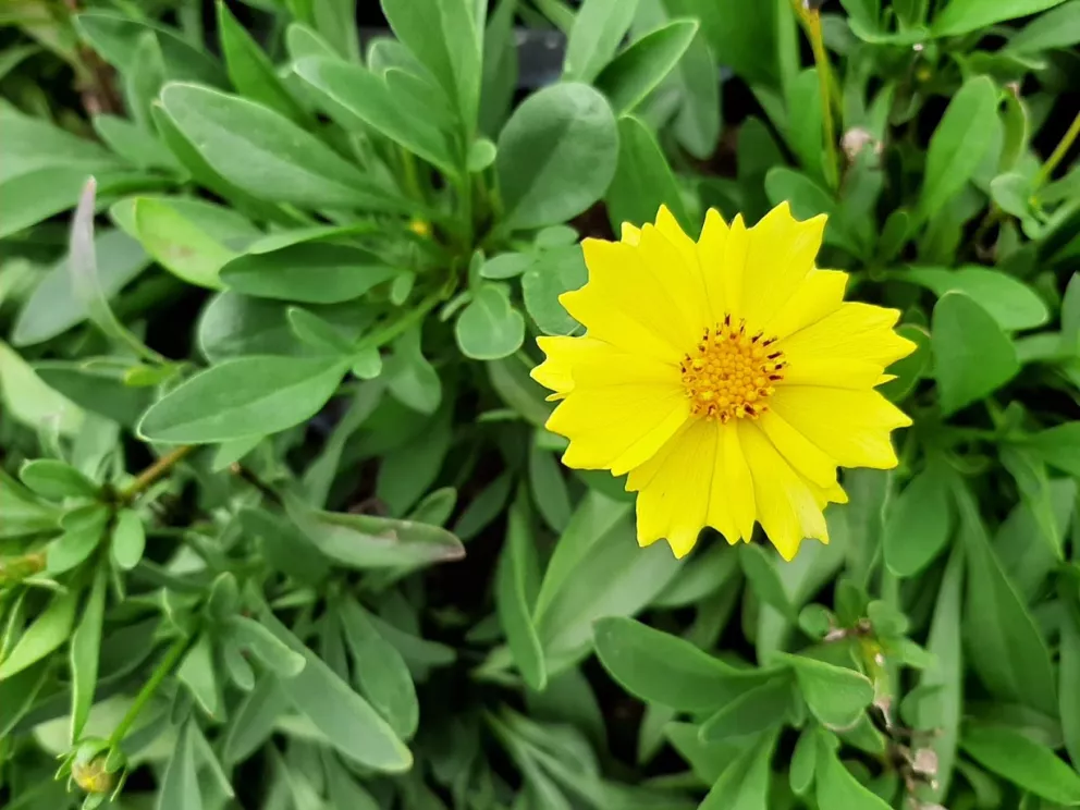 Coreopsis hybride 'Solar Dance' ®
