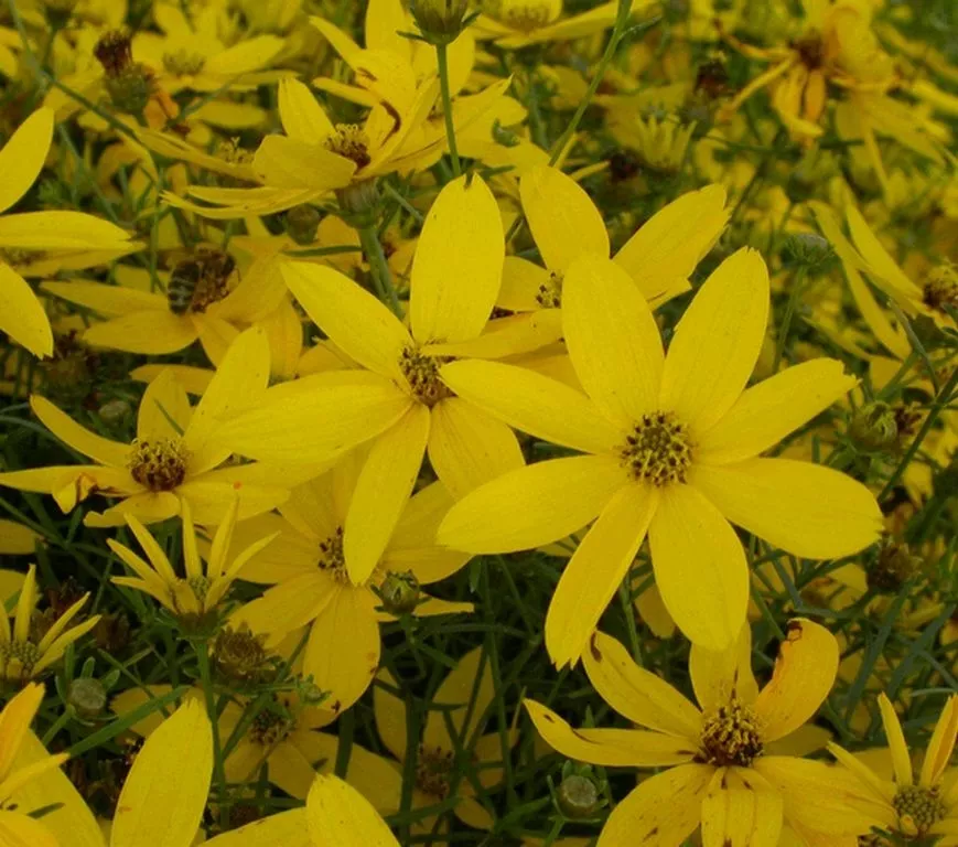 Coreopsis verticillata 'Zagreb'