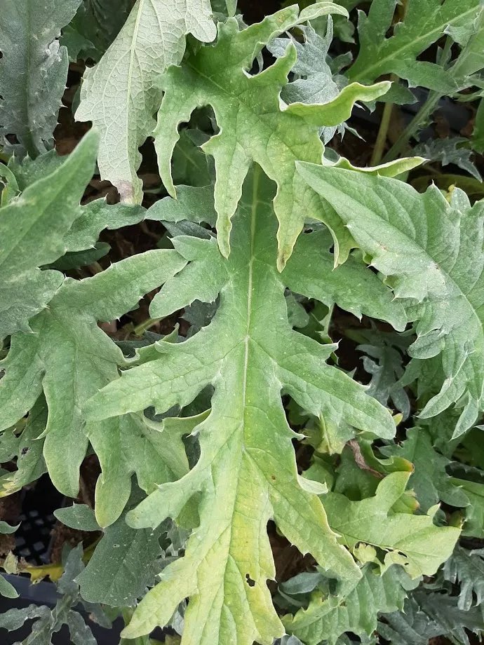Cynara cardunculus