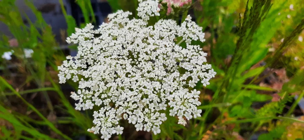 Daucus carota