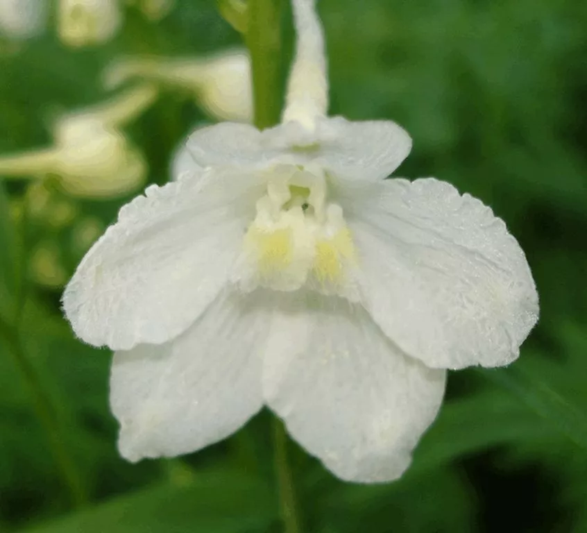 Delphinium belladonna 'Casa Blanca'