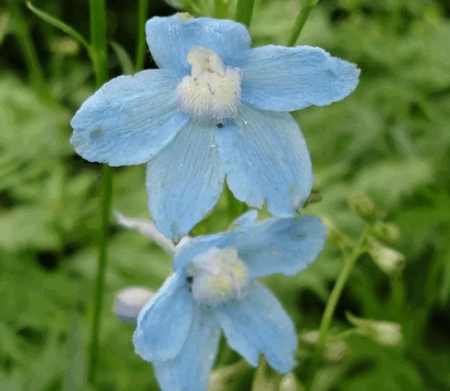 Delphinium belladonna 'Cliveden Beauty'