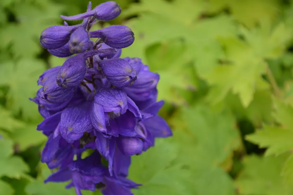 Delphinium 'Magic Fountains Dark Blue-Dark'