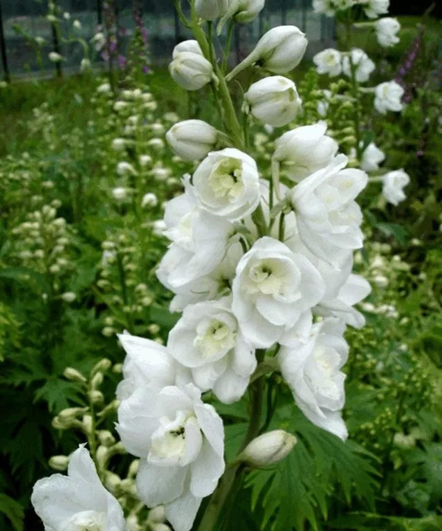 Delphinium pacific 'Galahad'