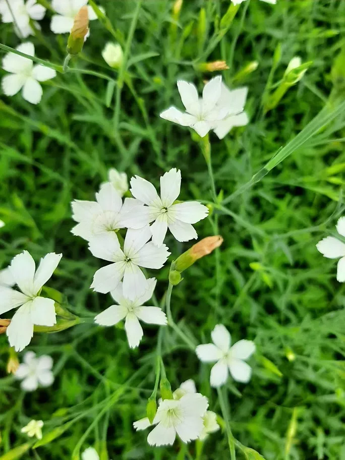 Dianthus deltoides 'Albiflorus'