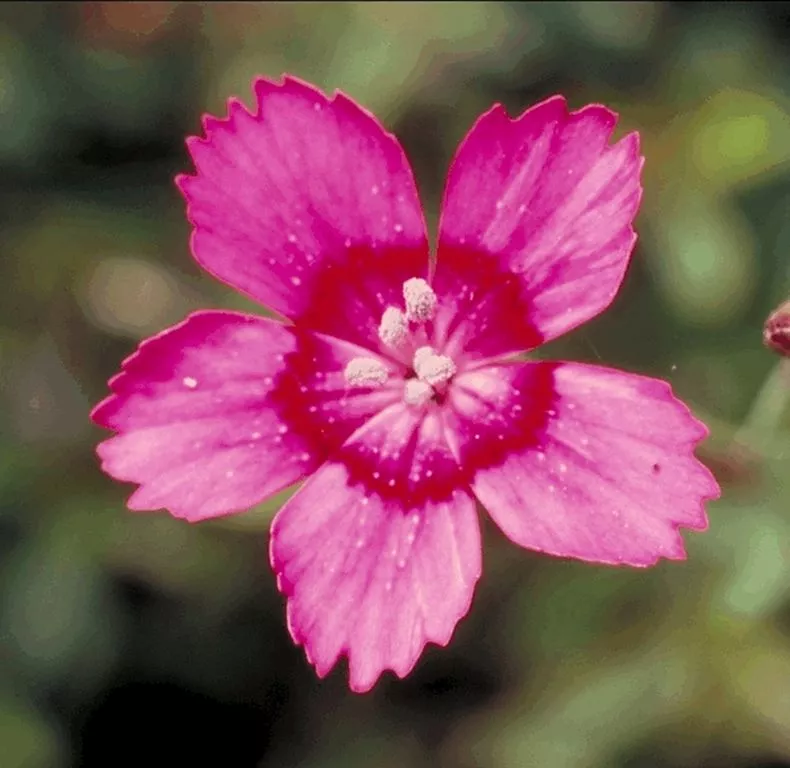 Dianthus deltoides 'Flashing Light'