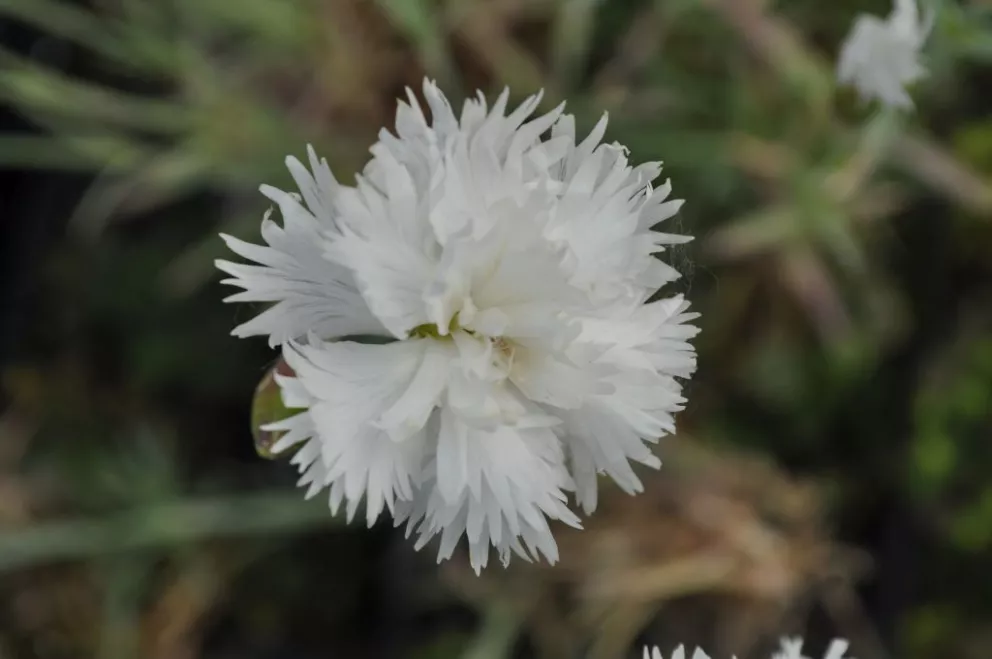 Dianthus plumarius 'Albus Plenus'