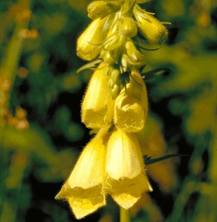Digitalis grandiflora