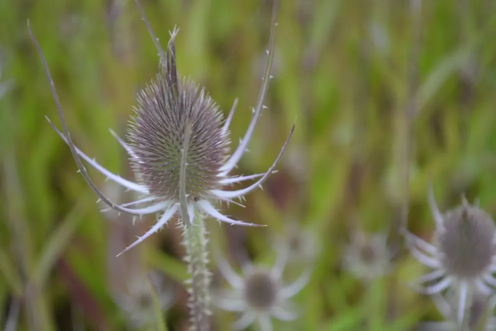 Dipsacus fullonum  