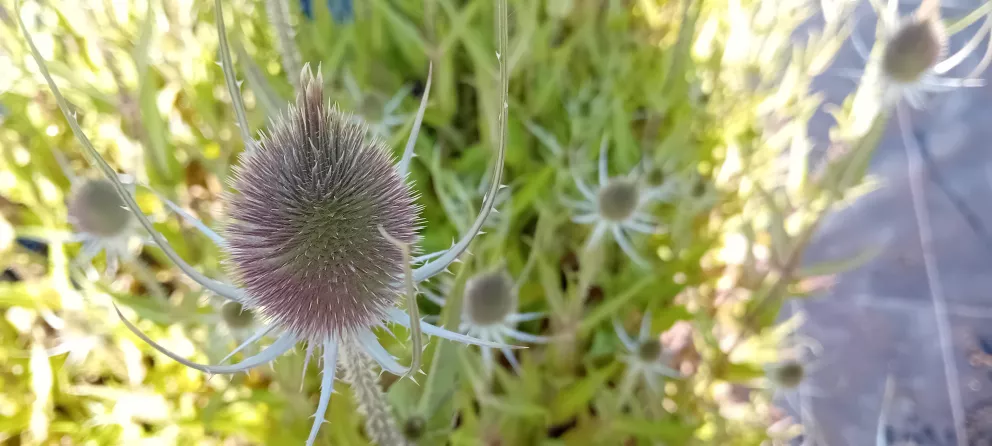 Dipsacus sylvestris