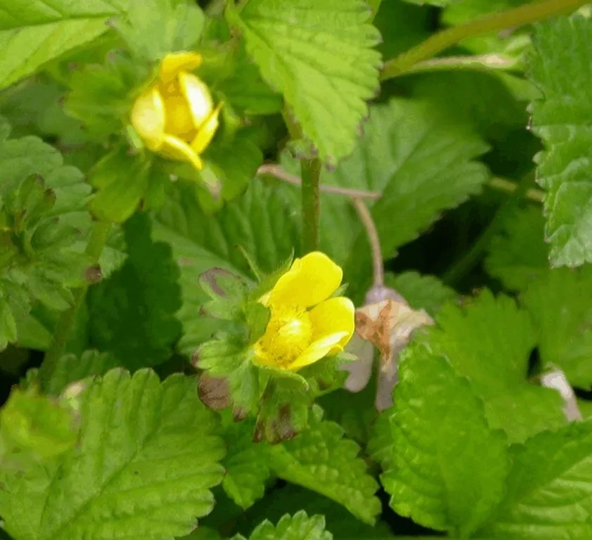 Duchesnea indica