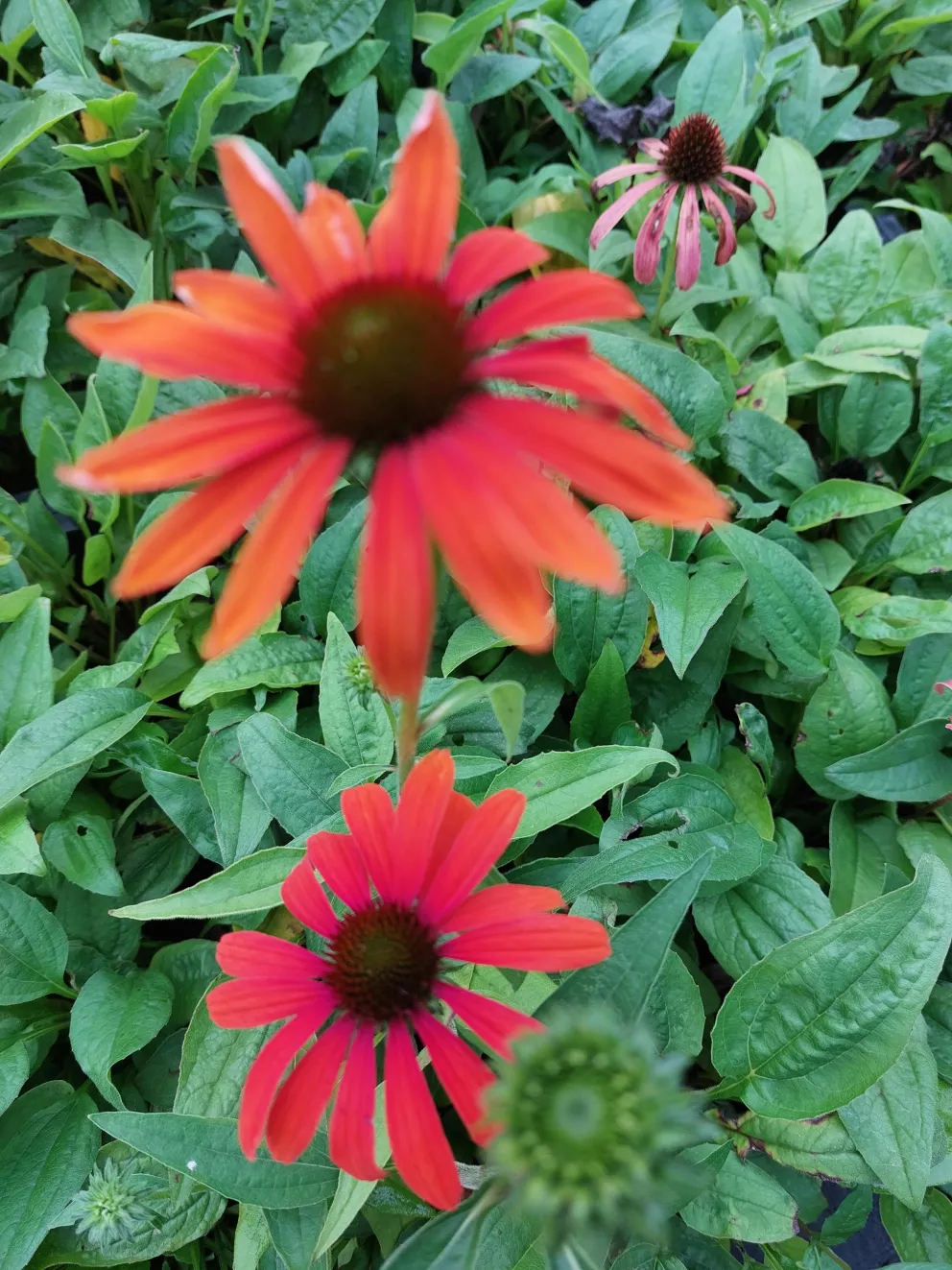 Echinacea purpurea 'Julia'