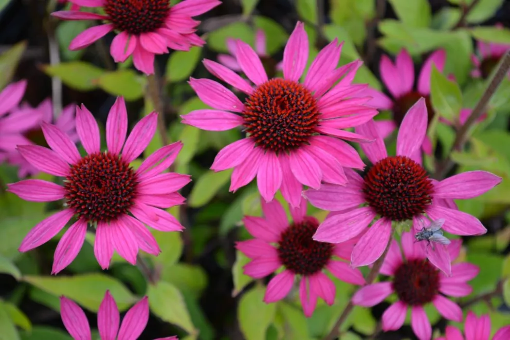 Echinacea purpurea 'Litte Magnus' (PBR)
