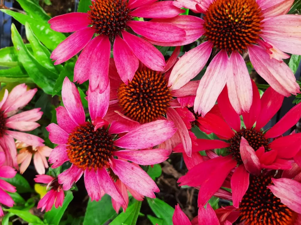 Echinacea purpurea 'Meditation Cherry' (PBR)