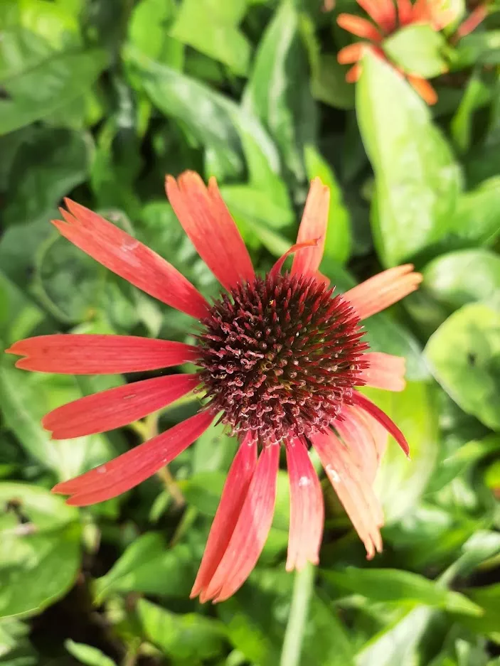 Echinacea purpurea 'Orange Skipper'