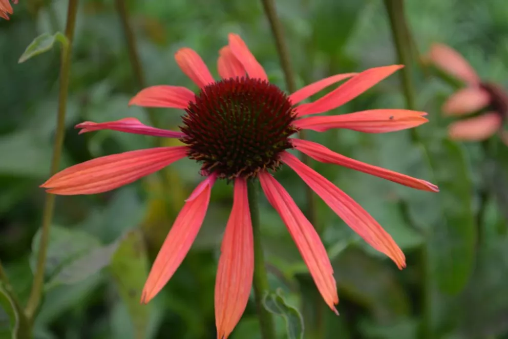 Echinacea purpurea 'Sundown' (PBR)