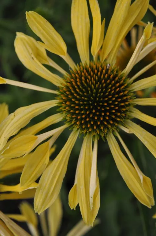 Echinacea purpurea 'Sunrise' (PBR)