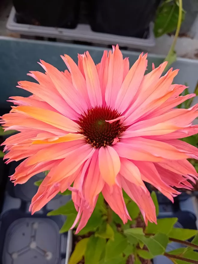 Echinacea purpurea 'Sunseekers Red'