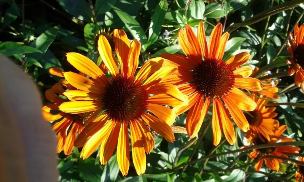 Echinacea purpurea 'Tiki Torch' (PBR)