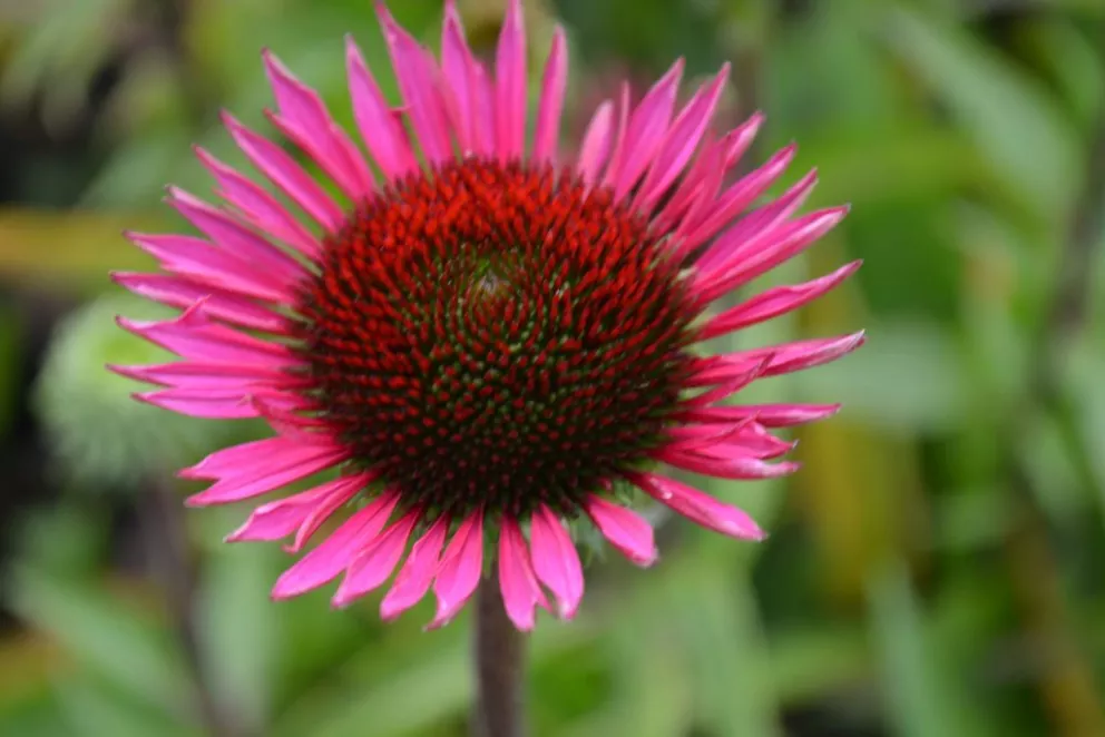 Echinacea purpurea 'Vintage Wine'