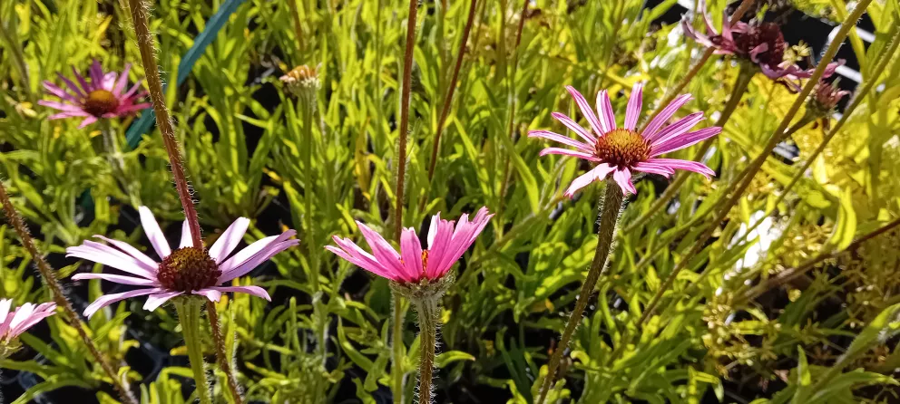 Echinacea tennesseensis 'Rocky Top Hybrids'